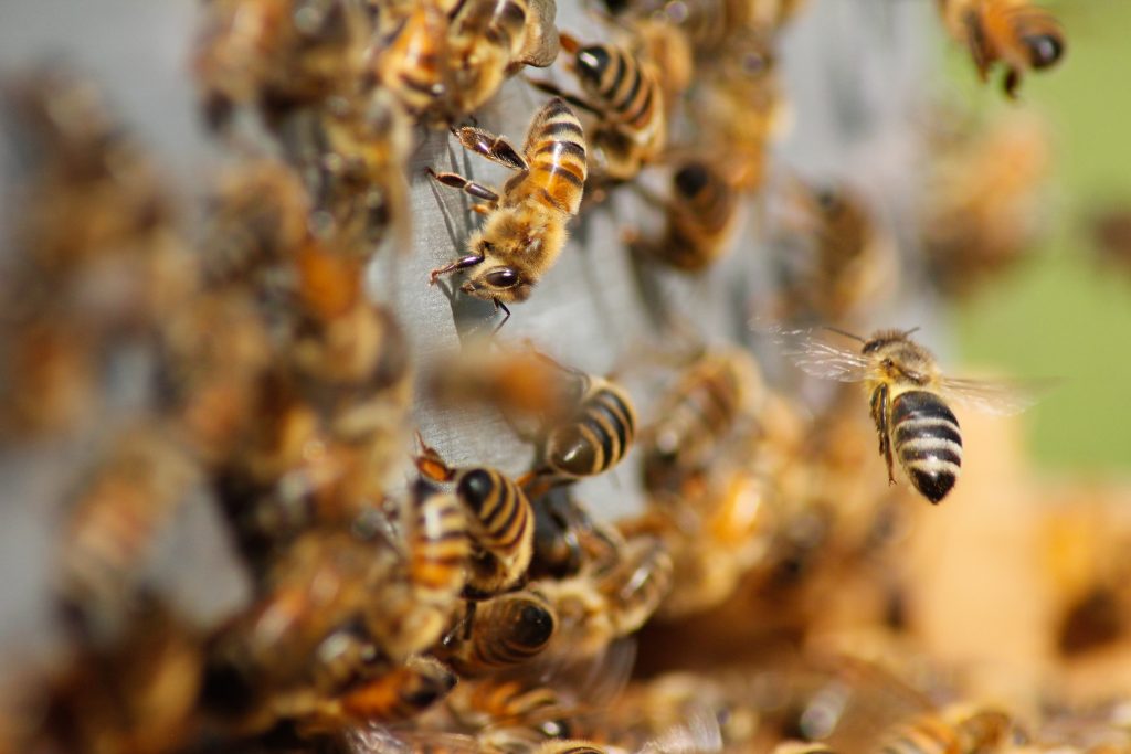 World Bee Day: the importance of bees for nature and humans