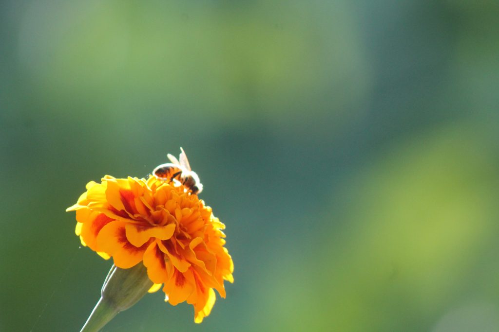 Are bees attracted by flower richness? Implications for ecosystem service-based policy